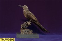 藏品(玄燕鷗)的圖片